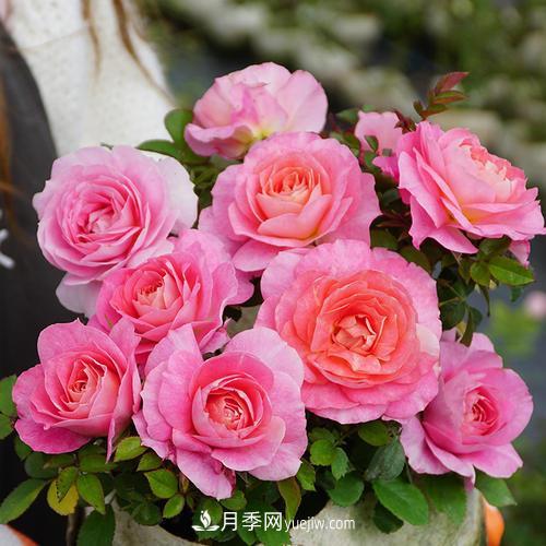 推薦4種微型月季，植株矮小花量大，專為陽(yáng)臺(tái)而生，值得擁有！(圖1)