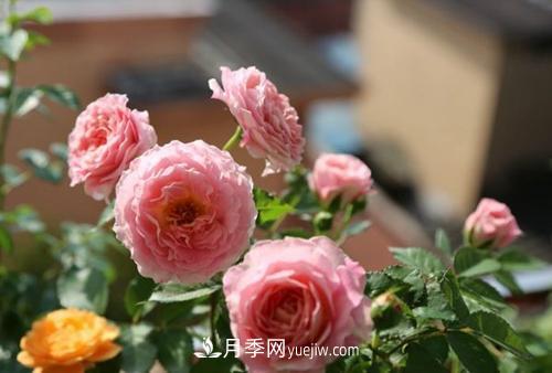推薦4種微型月季，植株矮小花量大，專為陽(yáng)臺(tái)而生，值得擁有！(圖2)