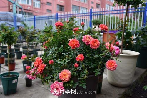 推薦4種微型月季，植株矮小花量大，專為陽(yáng)臺(tái)而生，值得擁有！(圖3)