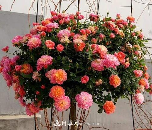推薦4種微型月季，植株矮小花量大，專為陽(yáng)臺(tái)而生，值得擁有！(圖4)