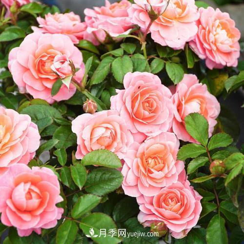 推薦4種微型月季，植株矮小花量大，專為陽(yáng)臺(tái)而生，值得擁有！(圖7)