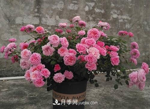 推薦4種微型月季，植株矮小花量大，專為陽(yáng)臺(tái)而生，值得擁有！(圖5)