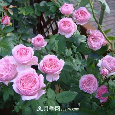 推薦4種微型月季，植株矮小花量大，專為陽(yáng)臺(tái)而生，值得擁有！(圖6)
