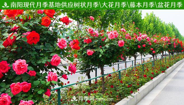 不同季節(jié)的月季花，上肥時(shí)刻也略有差異(圖1)