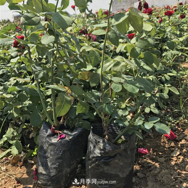 冬天天冷，一定要做好月季的保暖工作(圖1)