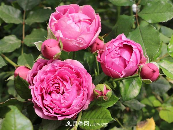 切花月季的栽培管理要點(diǎn)有哪些？(圖1)