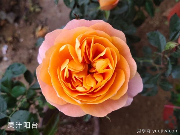 南陽(yáng)大花月季養(yǎng)護(hù)，應(yīng)知道的一些養(yǎng)護(hù)辦法！(圖1)