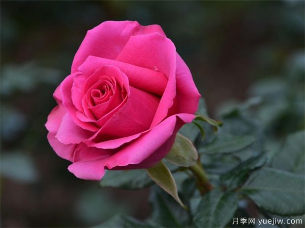 冬天月季要冬剪清園，來年花多苗壯病蟲少(圖1)