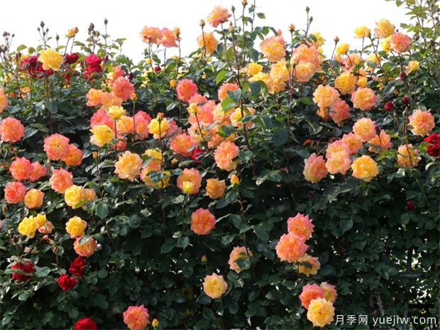 五彩繽紛花型美艷是怎么養(yǎng)的？月季的養(yǎng)護(hù)要點(diǎn)(圖1)