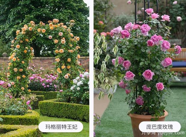 藤蔓植物有哪些，藤蔓植物有哪些知識(shí)(圖1)