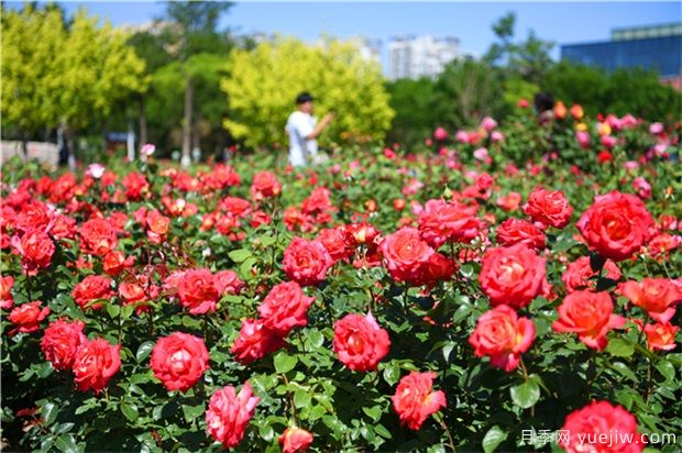 草本花卉修剪秘笈，養(yǎng)花人必看！(圖1)
