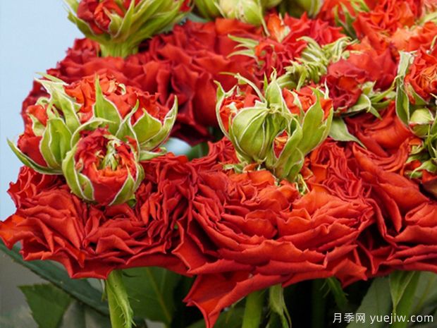 紅眼睛刺激月季的優(yōu)缺點(diǎn)是什么？(圖1)