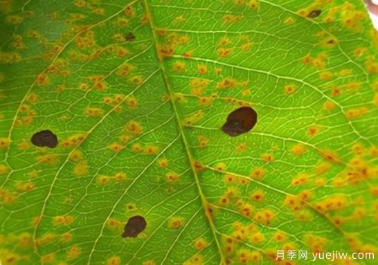 如何分清常見綠化植物病害的癥狀？(圖1)