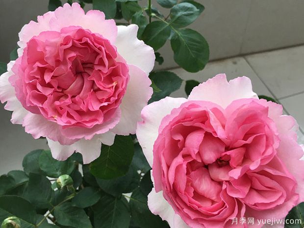 伊芙芳香催眠月季/伊芙二號(hào)月季(圖2)