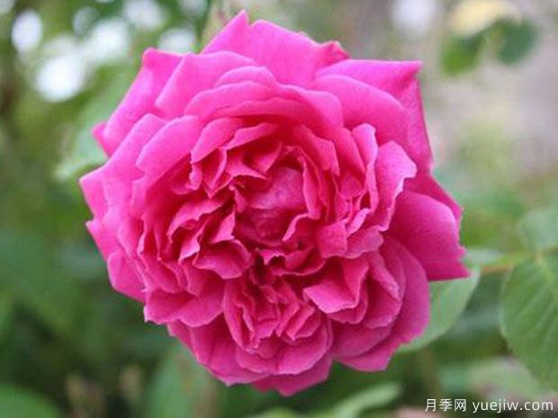 紫燕飛舞月季的優(yōu)缺點(diǎn)是什么？(圖1)