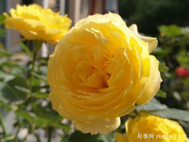 金星王陽臺月季的優(yōu)缺點(diǎn)是什么？(圖1)