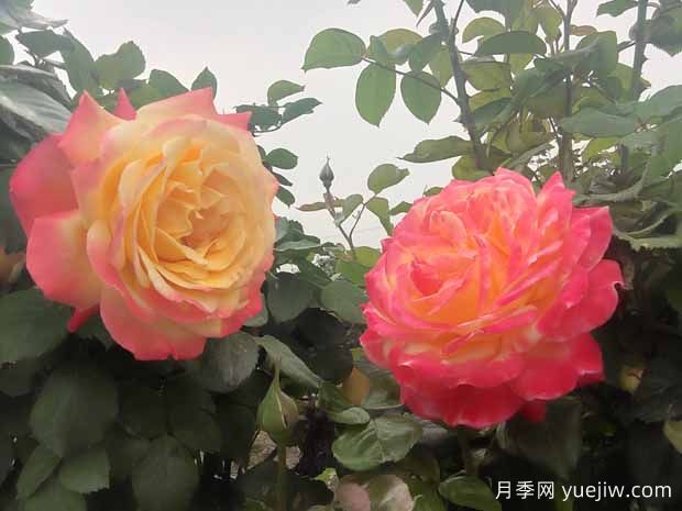 月季只長枝條不開花是什么原因？(圖1)