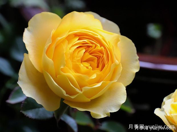 適合庭院的8種藤本月季，多季重復(fù)開花(圖2)