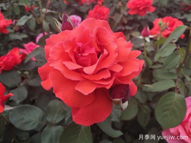 10個經(jīng)典的大花月季品種推薦(圖1)