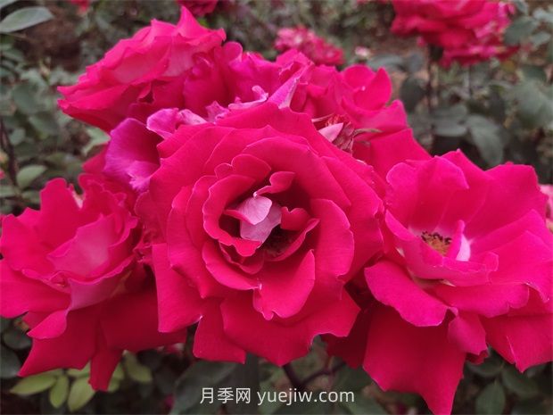 愛月季的優(yōu)缺點(diǎn)是什么？(圖1)