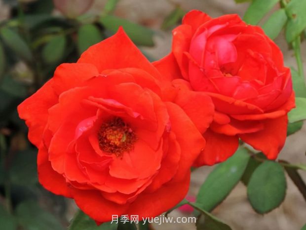香云月季的優(yōu)缺點(diǎn)是什么？(圖1)