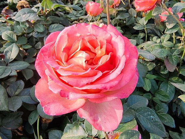 彩云月季花的優(yōu)缺點是什么？(圖1)
