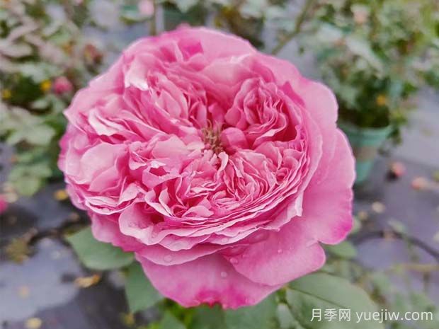 凱麗月季的優(yōu)缺點是什么？(圖1)