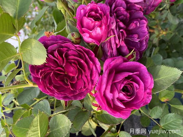 海潮之聲月季的優(yōu)缺點是什么？(圖1)
