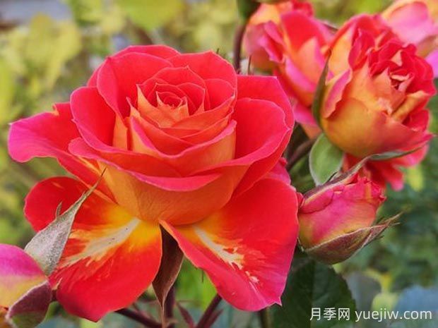 雙魚座陽臺(tái)月季的優(yōu)缺點(diǎn)是什么？(圖1)