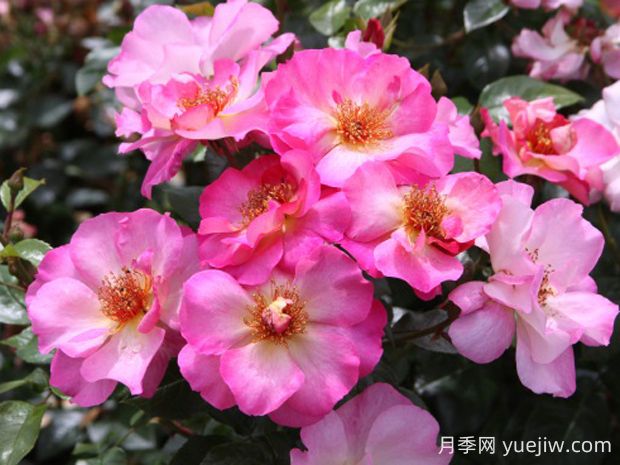 碧璽電氣石月季的優(yōu)缺點是什么？(圖1)