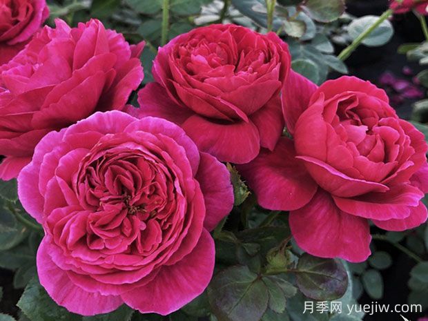 伊芙酒窖月季的優(yōu)缺點是什么？(圖1)