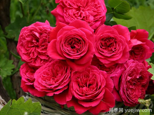 皇家紅月季的優(yōu)缺點(diǎn)是什么？(圖1)