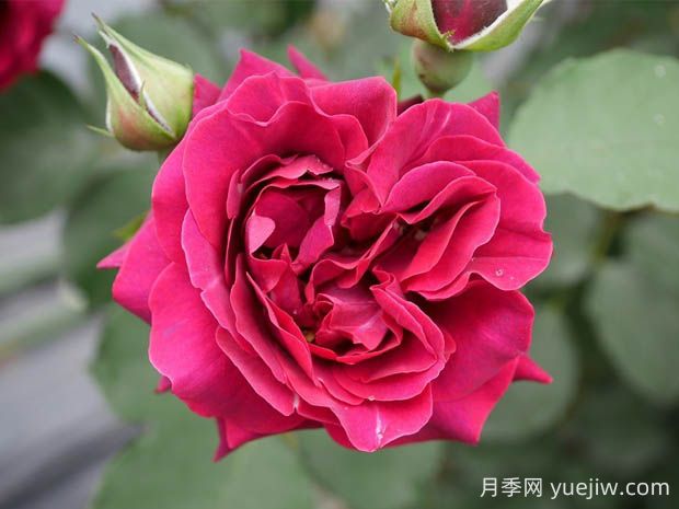 奧德賽月季的優(yōu)缺點(diǎn)是什么？(圖1)