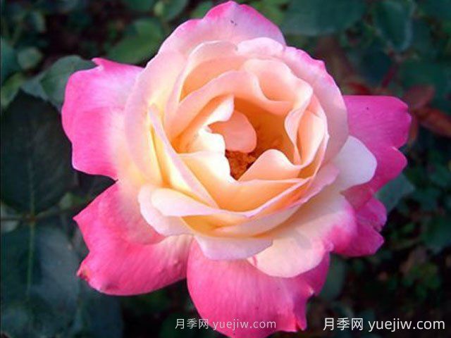 雜技表演月季的優(yōu)缺點(diǎn)是什么？(圖1)