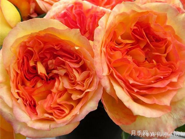 亨利戴爾巴德月季的優(yōu)缺點(diǎn)是什么？(圖1)