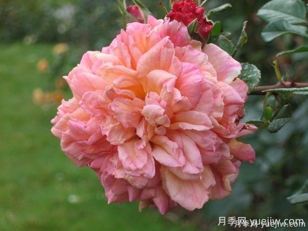 阿羅哈月季的優(yōu)缺點(diǎn)是什么？(圖1)
