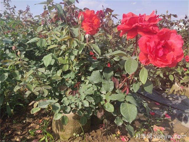 夏天月季總是黃葉？5大原因和補救措施(圖3)