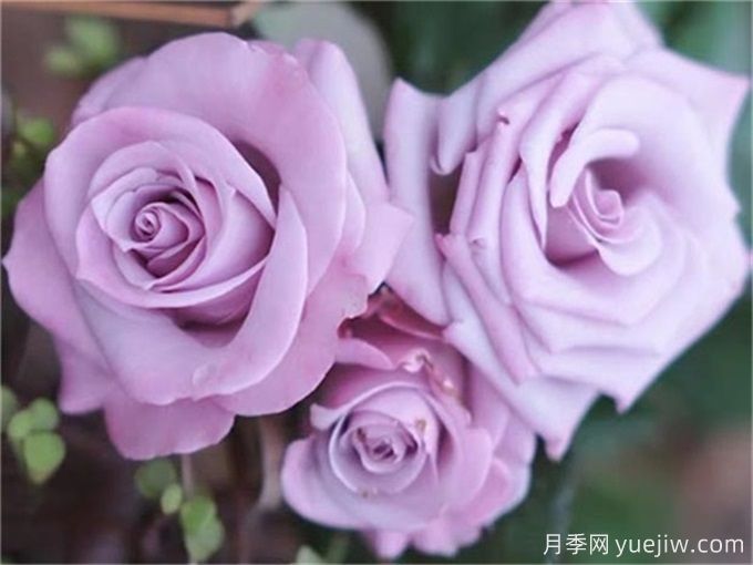 花店必備80種玫瑰花，開始認(rèn)識多色切花月季(圖16)