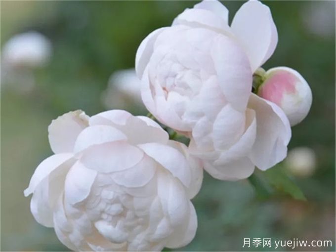 花店必備80種玫瑰花，開始認(rèn)識多色切花月季(圖18)
