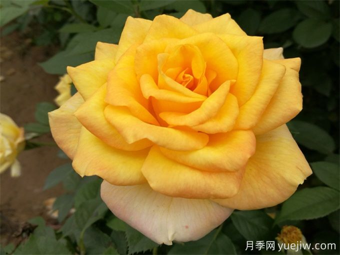 室內(nèi)如何養(yǎng)月季？掌室內(nèi)養(yǎng)花也能爆盆(圖1)