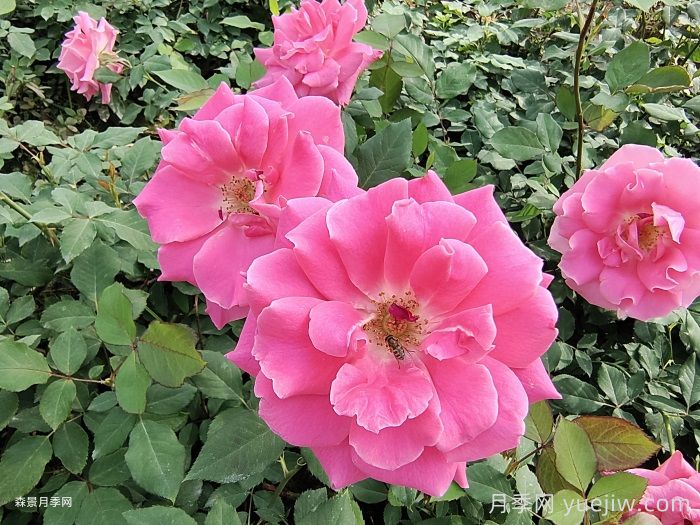 月季開花期，停肥是什么操作？(圖1)