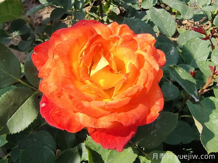 月季花品種識(shí)別技巧(圖1)