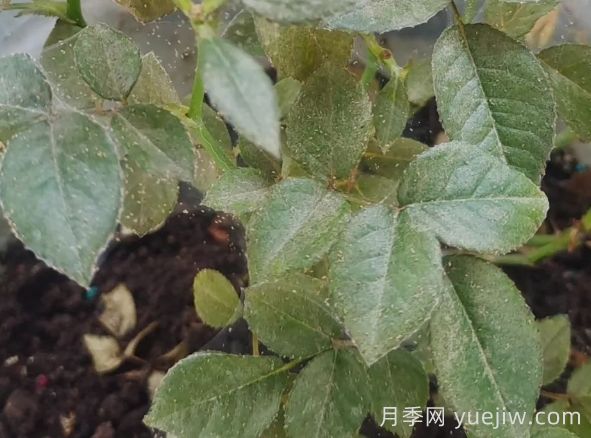 月季又有紅蜘蛛了，該怎么處理？(圖1)
