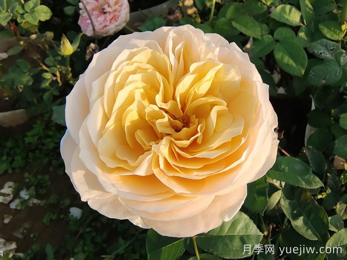 朱麗葉月季的花朵表現(xiàn)怎么樣？(圖1)
