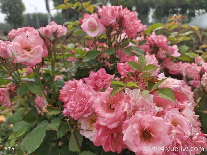 藤櫻霞月季的優(yōu)缺點是什么？(圖1)