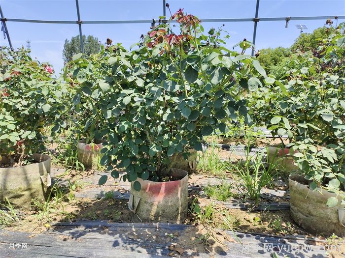 月季花后該如何修剪？月季花后修剪指南(圖1)