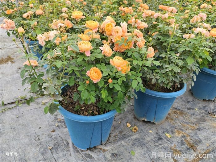 月季花后該如何修剪？月季花后修剪指南(圖2)