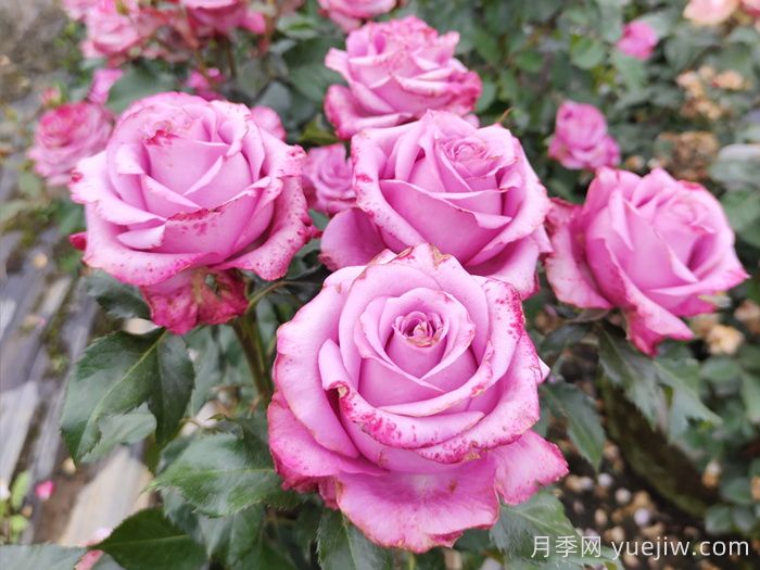 五月份，陽臺黨必備的月季爆花養(yǎng)護全攻略(圖2)