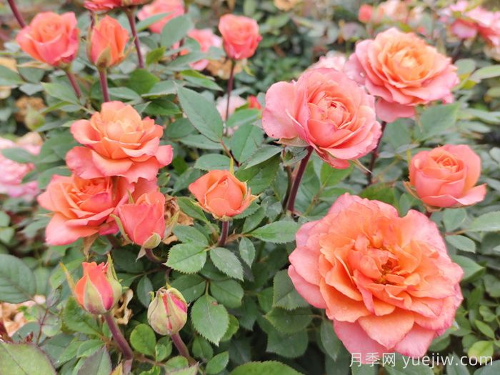 五月份月季花該如何管理？(圖1)