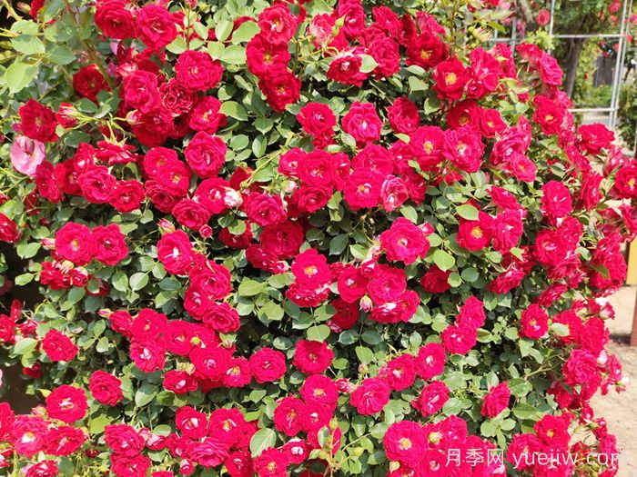 五月份月季花該如何管理？(圖2)